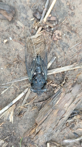 Dog-day cicada