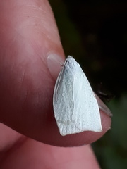 Nymphostola galactina