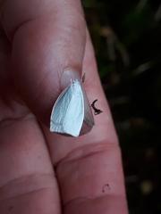 Nymphostola galactina