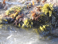 Pelvetiopsis limitata