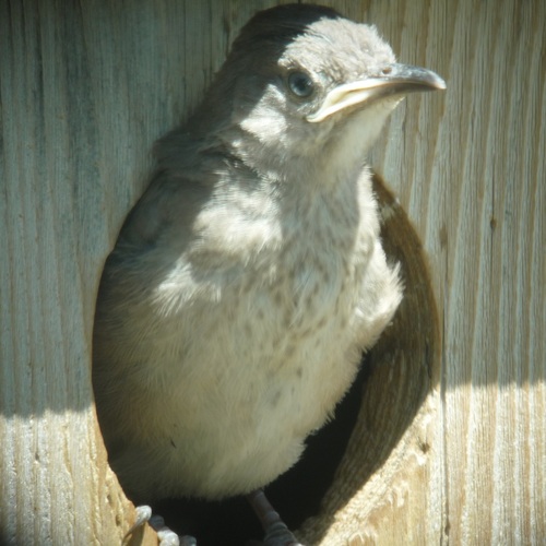 Curve-billed Thrasher, New River, AZ, USA, photo 9 of 10