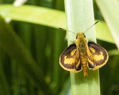 Ocybadistes walkeri sothis