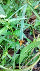 Hesperiidae