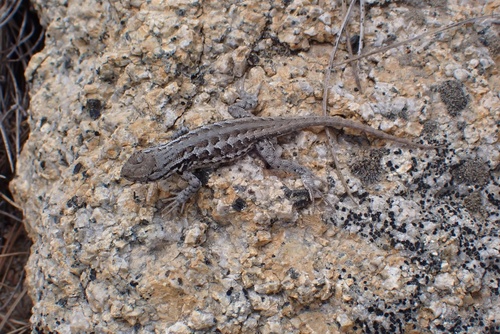 iNaturalist observation photo of Common Sagebrush Lizard