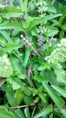 Orthoptera