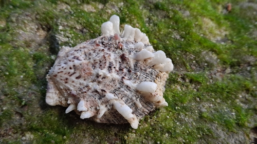 Spondylus sinensis, 2023-08-07