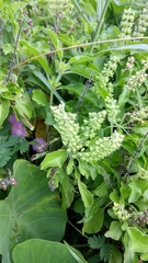 Lamiaceae