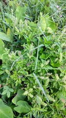 Lamiaceae