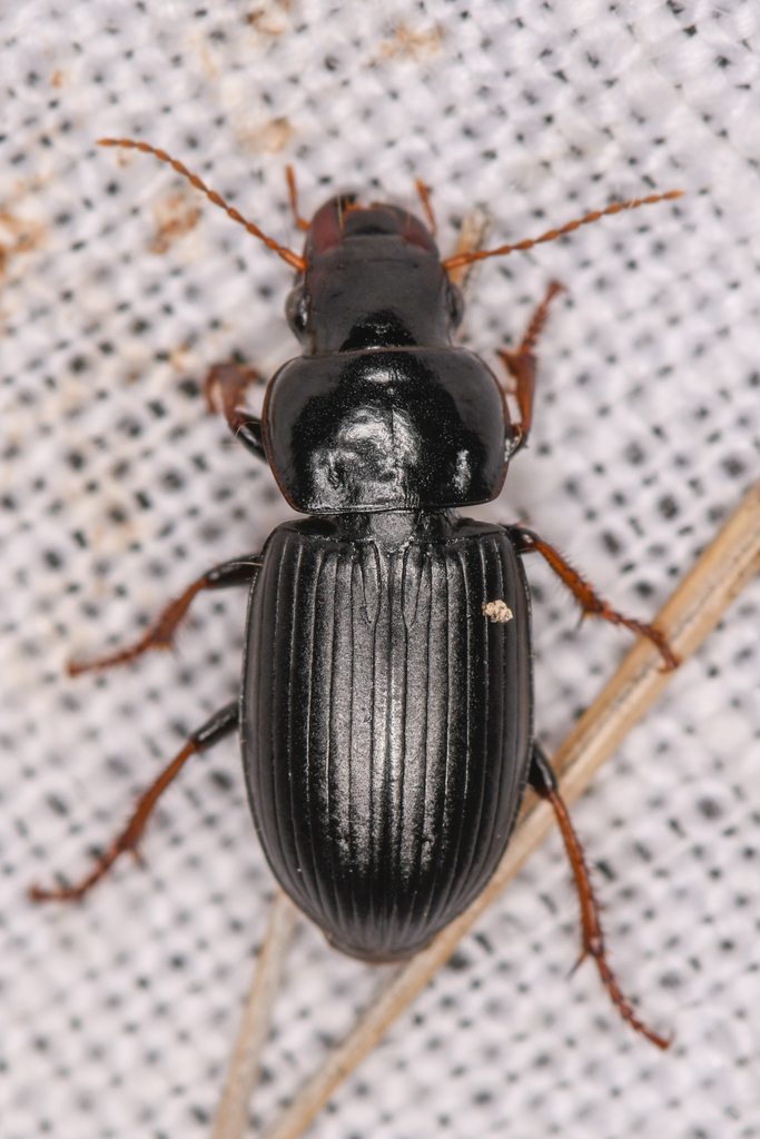 Harpalus nigritarsis