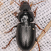 Harpalus nigritarsis - Photo (c) Chloe and Trevor Van Loon, algunos derechos reservados (CC BY), subido por Chloe and Trevor Van Loon