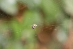 Cyclosa confusa