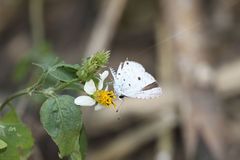 Megisba malaya sikkima