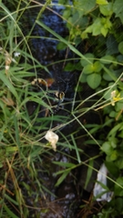 Argiope catenulata