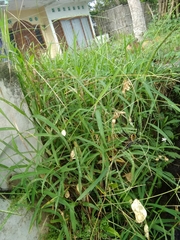 Argiope catenulata