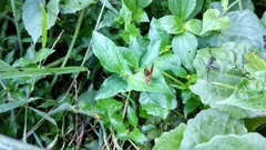 Lepidoptera