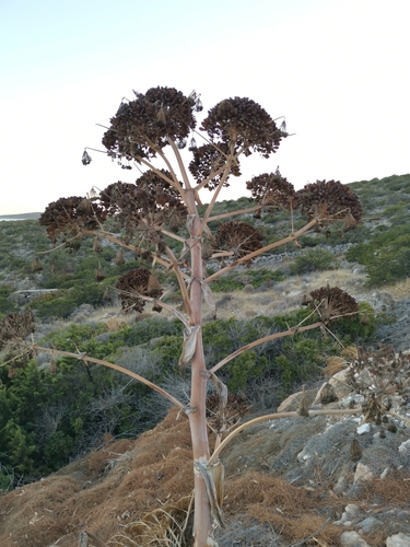 Ferula comune