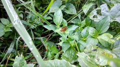 Lepidoptera