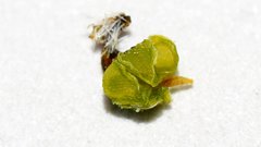 Johnstonella holoptera