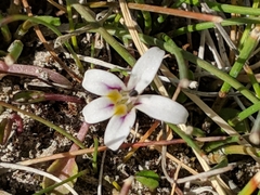 Lobelia oligophylla