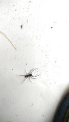 Spartaeus spinimanus