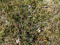 Lobelia oligophylla