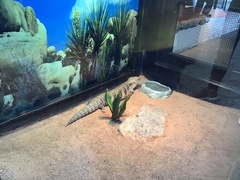 Tiliqua
