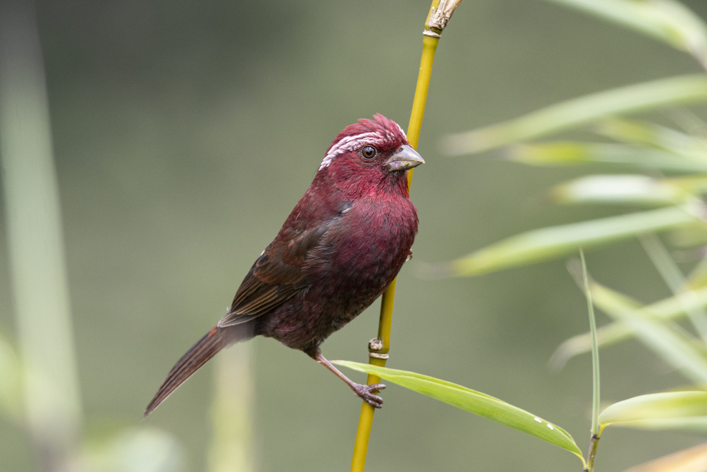 Vinaceous Rosefinch (Carpodacus vinaceus) photo