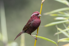 Vinaceous Rosefinch photo 1