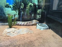 Tiliqua