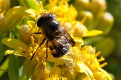 Copestylum quadratum