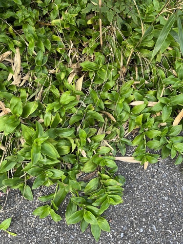 Tradescantia albiflora iNat (2)