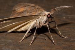 Pseudocoremia lupinata