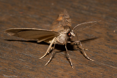 Pseudocoremia lupinata