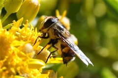 Copestylum quadratum