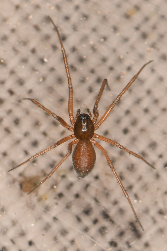 Agyneta manni