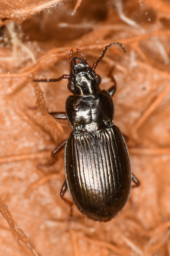 Pterostichus riparius