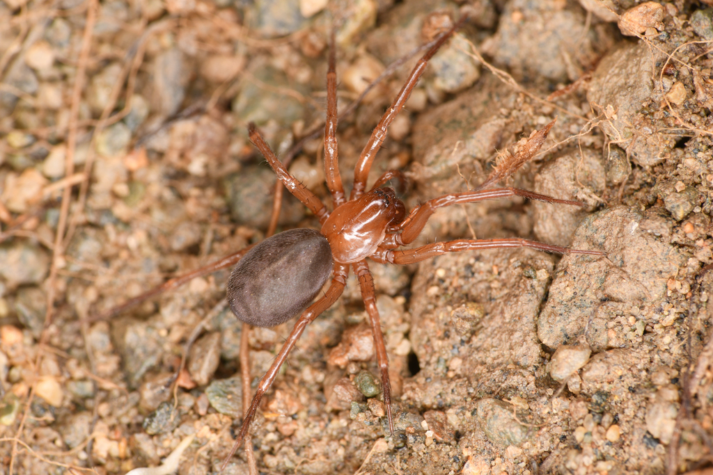Cybaeus charlesi