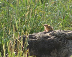 Notocitellus adocetus