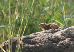 Notocitellus adocetus