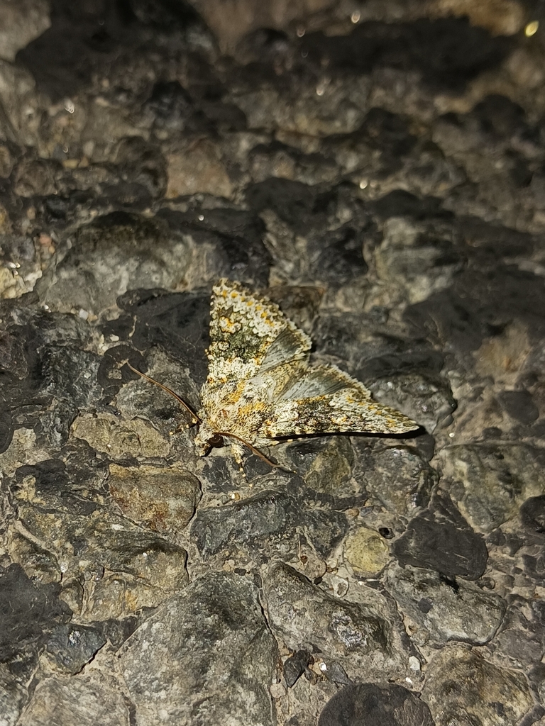 Small Ranunculus from La Grande, OR 97850, USA on August 7, 2023 at 10: ...