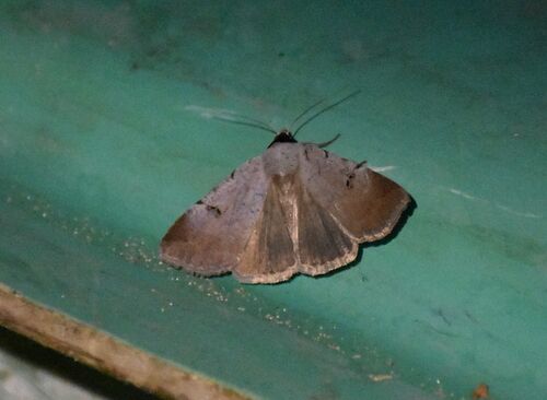 Scarce Blackneck