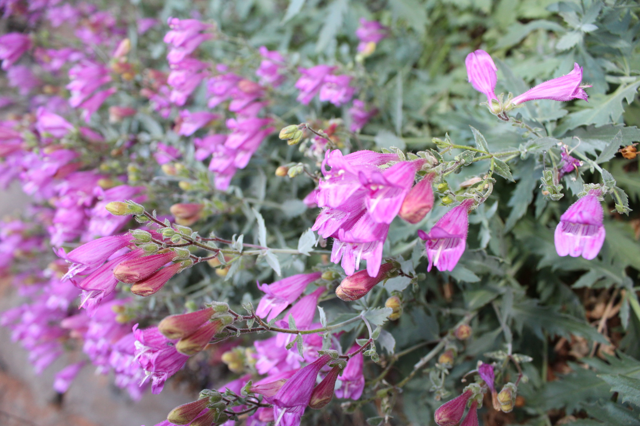Penstemon richardsonii