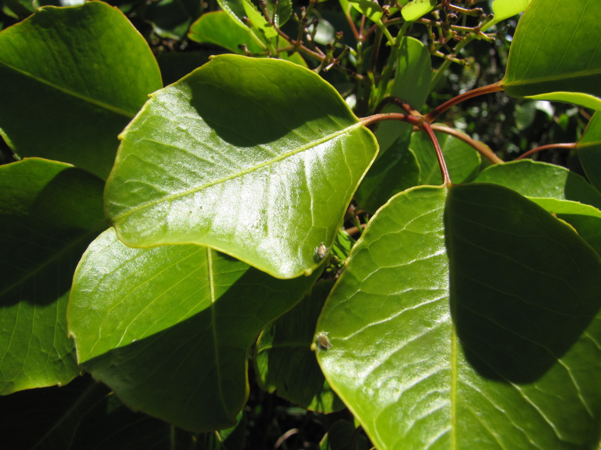 Cheirodendron trigynum ssp. trigynum