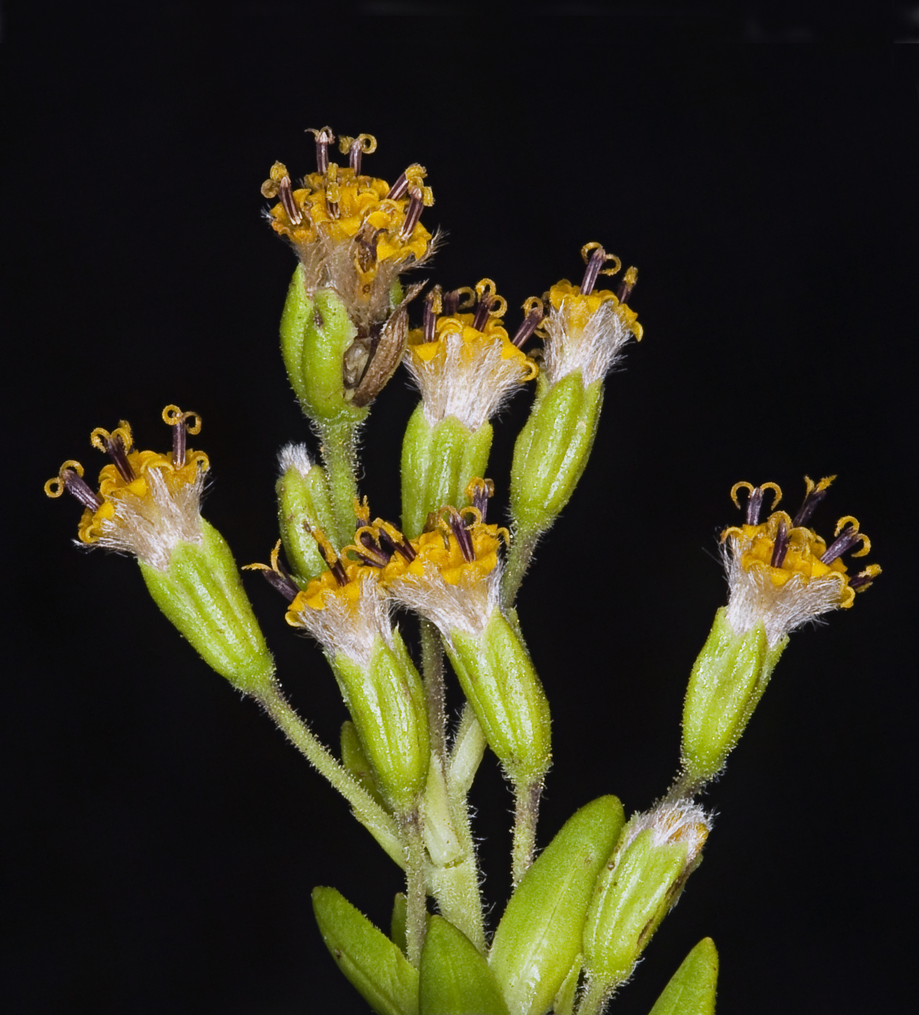 Dubautia ciliolata ssp. ciliolata
