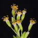Dubautia ciliolata - Photo (c) John Game，保留部份權利CC BY-NC-SA