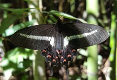 Parides proneus