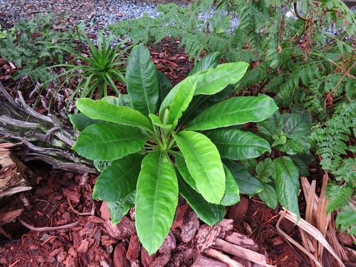 Clermontia hawaiiensis