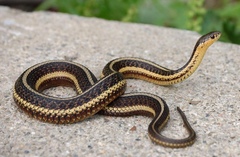 Thamnophis butleri