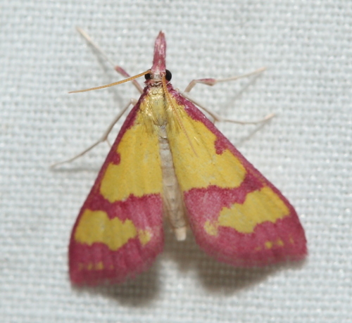 Choristostigma roseopennalis photo 3