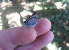 Satyrium californica
